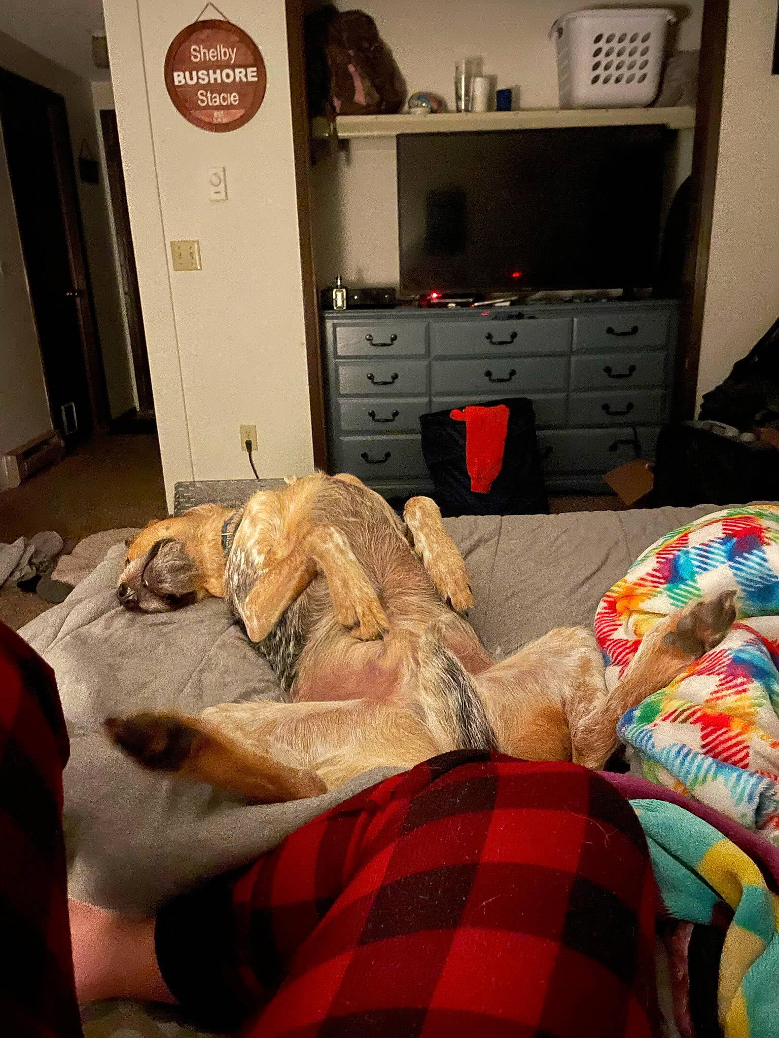 Rosco joined the competition — help win amazing prizes! cabinetry, carnivore, chest_of_drawers, comfort, companion_dog, dog, drawer, dresser, floor, flooring, home_appliance, interior_design, kitchen_appliance, linens, living_room, mammal, plaid, tartan, television, wood