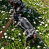 Uno a rejoint le concours — aidez-le/la à gagner de superbes lots ! collar, curious, dachshund, daisies, dappled_fur, dog, ears, flowers, grass, greenery, leash, nose, outdoor, pet, portrait, shadow, small_dog, spring, standing, sunlight
