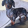 Uno a rejoint le concours — aidez-le/la à gagner de superbes lots ! blanket, blue_eye, brown_eye, canine, couch, dachshund, dapple, dog, ears, fur, heterochromia, indoor, leather, living_room, paws, pet, pillow, portrait, short_legs, standing