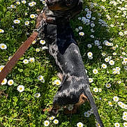 Uno participe au concours pour gagner de l'argent avec cette photo : black_and_tan, canine, dachshund, daisies, dog, flowers, grass, greenery, ground_level, happy, leash, looking_up, nature, outdoor, pet, portrait, small_dog, spotted_coat, spring, sunlight