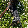 black_and_tan, canine, dachshund, daisies, dog, flowers, grass, greenery, ground_level, happy, leash, looking_up, nature, outdoor, pet, portrait, small_dog, spotted_coat, spring, sunlight