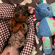 Uno a rejoint le concours — aidez-le/la à gagner de superbes lots ! puppy, dog, dachshund, speckled_coat, puppy_belly, paws, wide_eyed, pet_bed, gingham, blanket, bone_pattern, stuffed_toy, blue_toy, plush, indoor, cute, relaxed, snuggled, fabric, sleeping_area