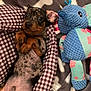 puppy, dog, dachshund, speckled_coat, puppy_belly, paws, wide_eyed, pet_bed, gingham, blanket, bone_pattern, stuffed_toy, blue_toy, plush, indoor, cute, relaxed, snuggled, fabric, sleeping_area