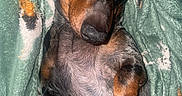 Uno a rejoint le concours — aidez-le/la à gagner de superbes lots ! blanket, close_up, cozy, cute, dachshund, dog, domestic_animal, fur, fur_pattern, indoor, muzzle, nose, paws, pet, portrait, puppy, relaxed, sleeping, snuggling, whiskers