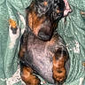 blanket, close_up, cozy, cute, dachshund, dog, domestic_animal, fur, fur_pattern, indoor, muzzle, nose, paws, pet, portrait, puppy, relaxed, sleeping, snuggling, whiskers