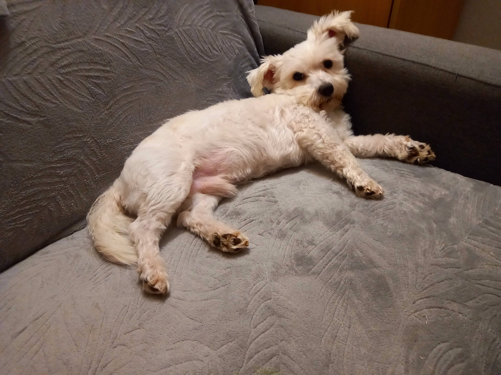 Indigo a rejoint le concours — aidez-le/la à gagner de superbes lots ! canidae, carnivore, comfort, companion_dog, dog, dog_breed, dog_supply, fawn, flooring, fur, labradoodle, paw, small_terrier, sporting_group, tail, terrestrial_animal, terrier, toy_dog, wood, working_animal