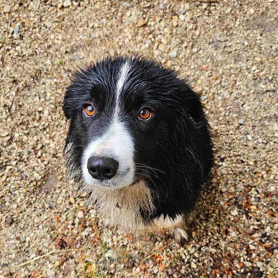 Mila a rejoint le concours — aidez-le/la à gagner de superbes lots ! animal, canine, cockerspaniel, collie, dog, field, grass, grassland, hound, husky, nature, outdoors, pebble, pet, plant, puppy, rock, slate, snout, soil