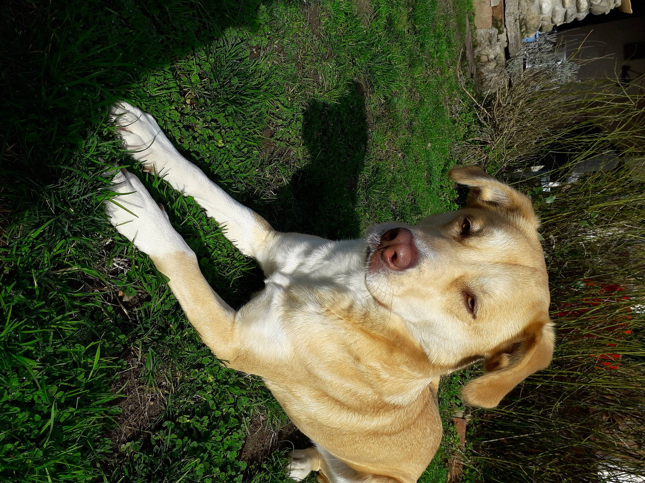 Nikita a rejoint le concours — aidez-le/la à gagner de superbes lots ! canidae, carnivore, collar, companion_dog, dog, dog_breed, fawn, gesture, grass, guard_dog, jaw, plant, snout, sporting_group, tail, terrestrial_animal, wildlife, working_animal, working_dog, wrinkle