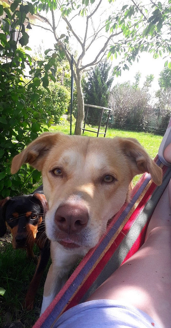 Nikita a rejoint le concours — aidez-le/la à gagner de superbes lots ! canidae, carnivore, collar, companion_dog, dog, dog_breed, eye, fawn, grass, leisure, mammal, plant, recreation, snout, sporting_group, tree, vertebrate, whiskers, wildlife, working_animal