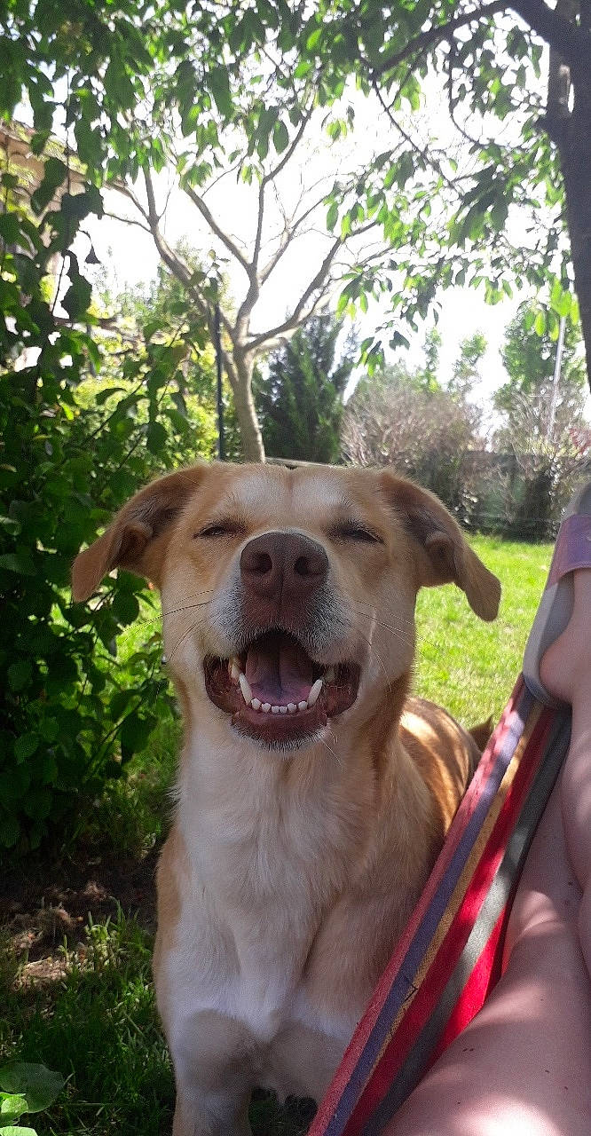 Nikita a rejoint le concours — aidez-le/la à gagner de superbes lots ! canidae, carnivore, collar, companion_dog, dog, dog_breed, dog_collar, fang, fawn, grass, jaw, plant, sky, snout, sporting_group, terrestrial_animal, tree, whiskers, wildlife, working_animal