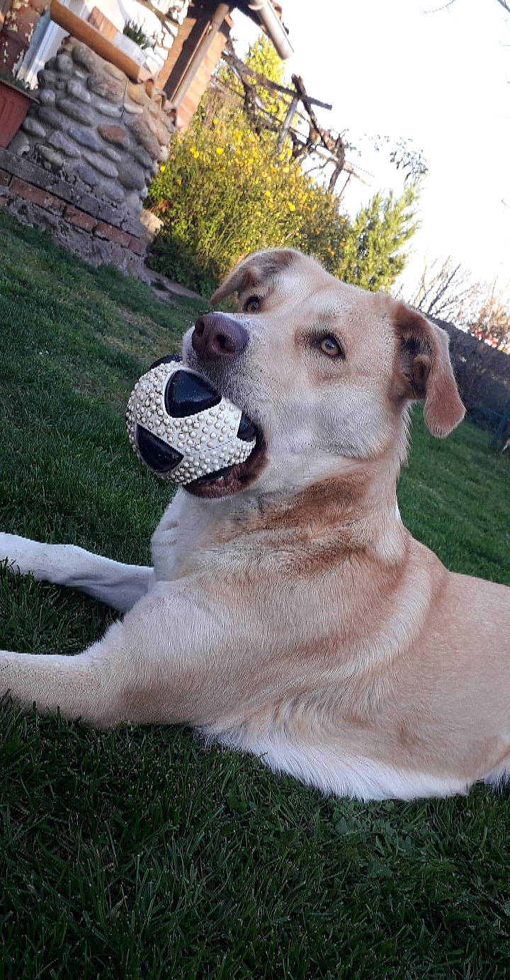 Nikita participe au concours pour gagner de l'argent avec cette photo : canidae, carnivore, collar, companion_dog, dog, dog_breed, fawn, grass, livestock_guardian_dog, plant, retriever, sky, snout, sporting_group, street_dog, tail, tree, whiskers, wildlife, working_animal