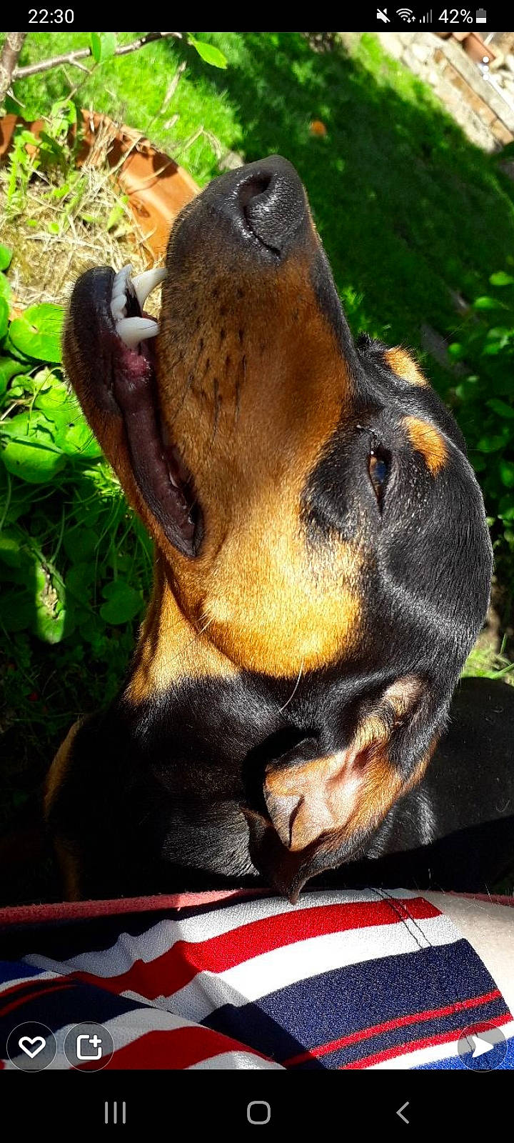 Pastis a rejoint le concours — aidez-le/la à gagner de superbes lots ! canidae, carnivore, companion_dog, dog, dog_breed, fawn, fur, grass, hound, liver, organism, plant, snout, sporting_group, terrestrial_animal, terrestrial_plant, whiskers, wildlife, working_animal, working_dog