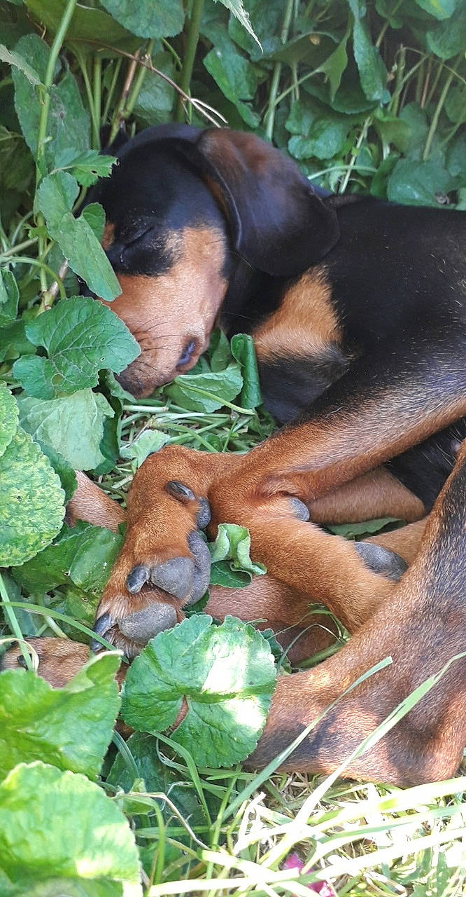 Pastis participe au concours pour gagner de l'argent avec cette photo : biting, canidae, carnivore, companion_dog, dog, dog_breed, fawn, grass, groundcover, hound, liver, mammal, montenegrin_mountain_hound, plant, snout, sporting_group, terrestrial_animal, terrestrial_plant, working_animal, working_dog
