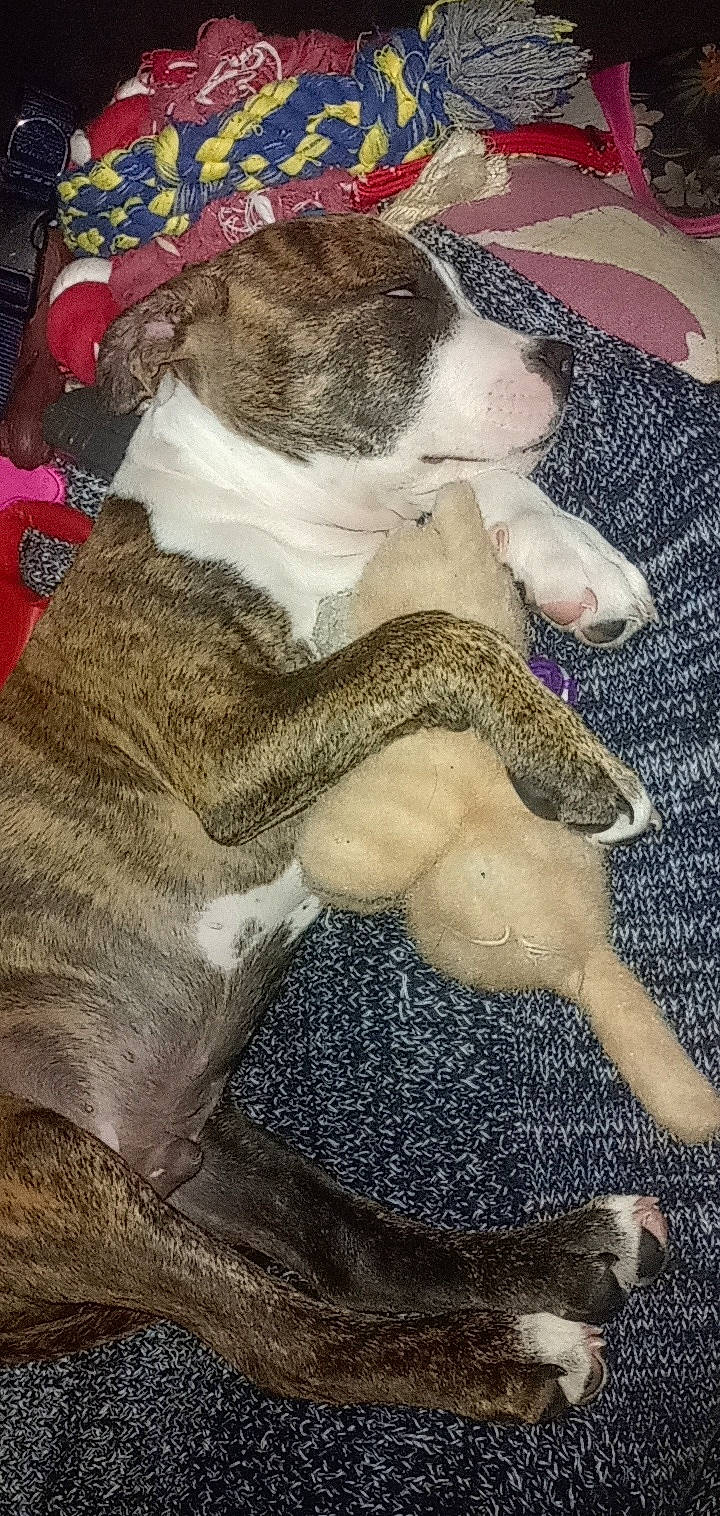 Kapone participe au concours pour gagner de l'argent avec cette photo : art, canidae, carnivore, cloud, comfort, companion_dog, dog, dog_breed, fawn, felidae, fur, linens, nap, paw, small_to_medium_sized_cats, snout, sporting_group, tail, whiskers, working_animal