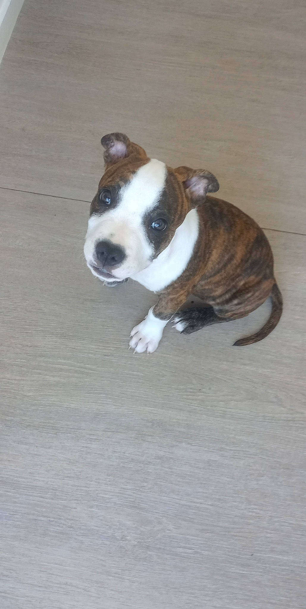 Kapone participe au concours pour gagner de l'argent avec cette photo : boston_terrier, canidae, carnivore, companion_dog, dog, dog_breed, flooring, hardwood, non_sporting_group, paw, puppy, snout, sporting_group, tail, terrestrial_animal, whiskers, window, wood, working_animal, working_dog