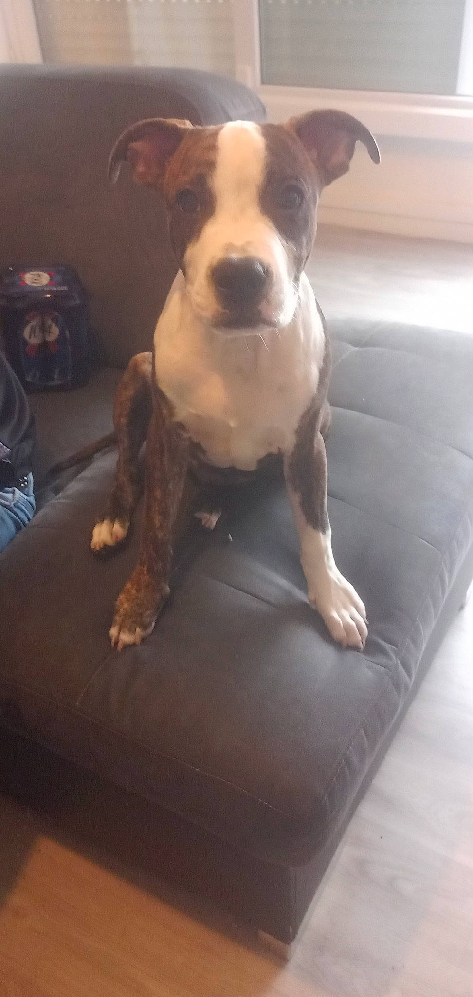 Kapone participe au concours pour gagner de l'argent avec cette photo : brown, canidae, carnivore, comfort, companion_dog, dog, dog_breed, fawn, flooring, hardwood, liver, pet_supply, snout, sporting_group, tail, toy_dog, water, whiskers, wood, working_animal