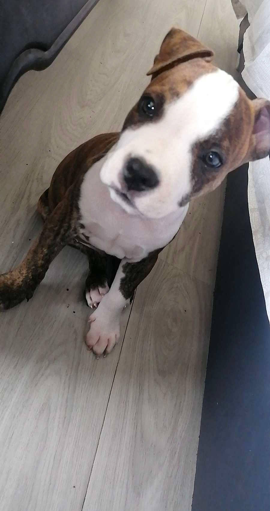 Kapone participe au concours pour gagner de l'argent avec cette photo : canidae, carnivore, collar, comfort, companion_dog, dog, dog_breed, dog_collar, fawn, flooring, fur, hardwood, paw, sighthound, snout, sporting_group, whiskers, wood, wood_flooring, working_animal