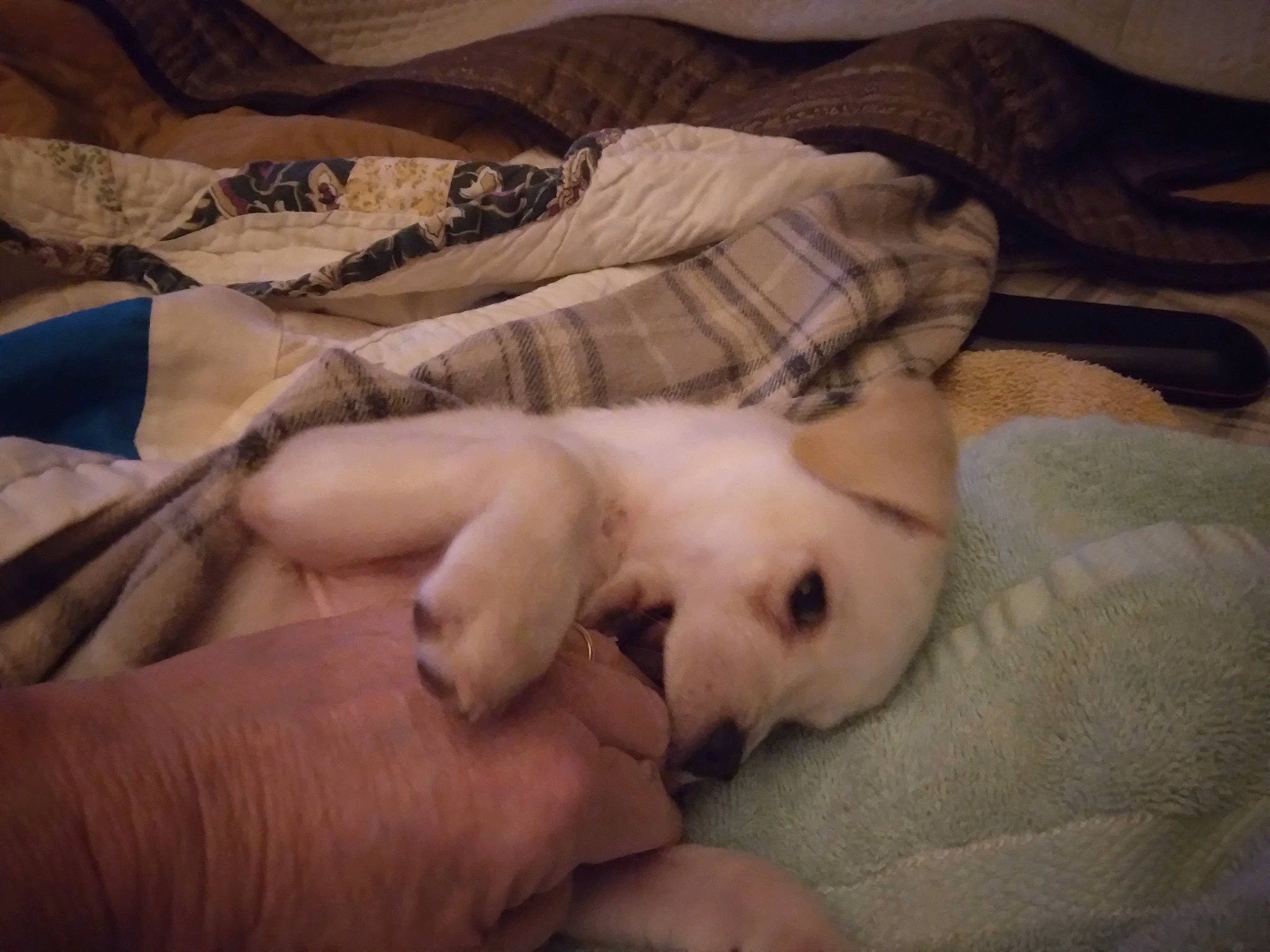 Lillie Bell joined the competition — help win amazing prizes! bed, carnivore, comfort, companion_dog, dog, dog_breed, duvet, fawn, felidae, fur, hardwood, linens, nail, nap, paw, small_to_medium_sized_cats, toy_dog, whiskers, wood, working_animal