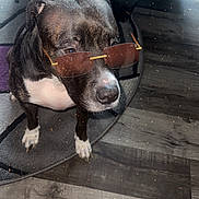 Stripe joined the competition — help win amazing prizes! dog, sunglasses, black_and_white, indoor, rug, chair, floor, pet, animal, cool, glowing_particles, wood_floor, white_paws, furniture, domestic, canine, portrait, standing, close_up, household