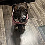 Stripe is registered to the contest to win money with this photo: animal, brown_dog, canine, cute, dog, domestic, ears, expression, flooring, fur, indoor, kitchen, looking_up, paws, pet, portrait, shadow, striped_shirt, white_markings, wooden_floor