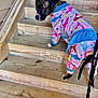 Stripe joined the competition — help win amazing prizes! animal, black_dog, brindle, canine, clothing, collar, colorful, curious, dog, leash, looking_back, outdoor, pajamas, pattern, pet, pet_clothing, playful, stairs, wood, wooden_stairs