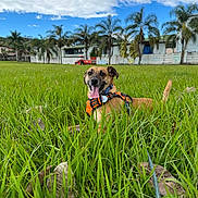 Spooky joined the competition — help win amazing prizes! dog, grass, outdoor, sky, clouds, greenery, leash, canine, pet, happy, tongue_out, orange_harness, field, nature, trees, palm_trees, daytime, animal, playful, relaxed