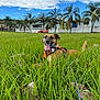 dog, grass, outdoor, sky, clouds, greenery, leash, canine, pet, happy, tongue_out, orange_harness, field, nature, trees, palm_trees, daytime, animal, playful, relaxed
