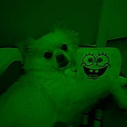 Versace is registered to the contest to win money with this photo: dog, plush_toy, spongebob_squarepants, cuddle, indoor, dim_lighting, green_tint, soft_fur, pet, cute, toy, lying_down, cozy, room, carpet, relaxed, companion, funny, animal, stuffed_animal