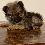 Sierra Annabelle is registered to the contest to win money with this photo: puppy, dog, small, fluffy, brown, wooden_surface, pet, cute, animal, indoor, young, fur, adorable, lying_down, domestic_animal, table, portrait, companion, friendly, curious