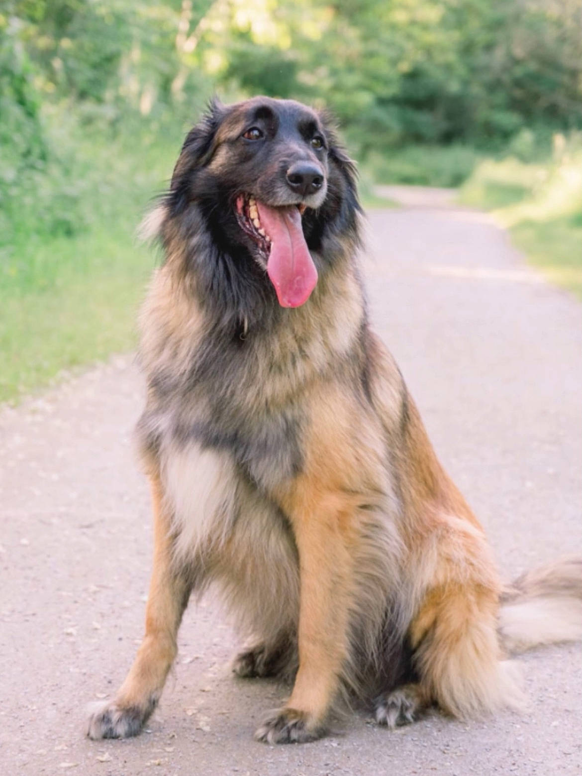 Max participe au concours pour gagner de l'argent avec cette photo : ancient_dog_breeds, carnivore, companion_dog, dog, dog_breed, event, plant, snout, sporting_group, terrestrial_animal, working_animal, working_dog