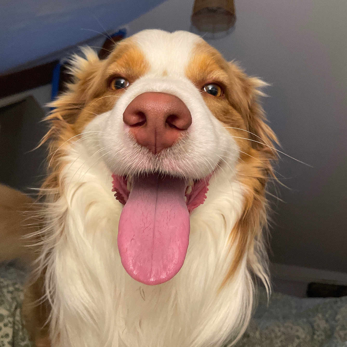 Ulysse participe au concours pour gagner de l'argent avec cette photo : accessories, animal, bodypart, canine, cockerspaniel, collie, dog, goldenretriever, hound, husky, mouth, papillon, person, pet, puppy, snout, strap, teeth, terrier, tongue