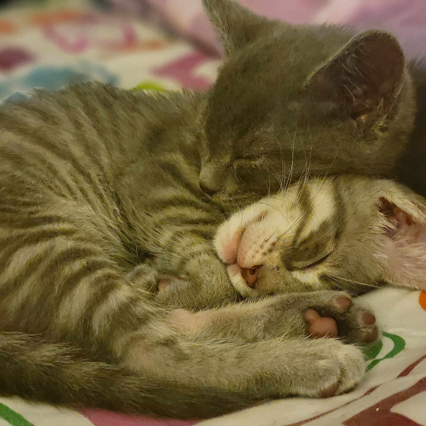 Silly And Shadow is registered to the contest to win money with this photo: abyssinian, animal, blanket, bodypart, cat, citrusfruit, couch, egyptiancat, food, fruit, furniture, kitten, manx, mouth, person, pet, plant, produce, siamese, sleeping