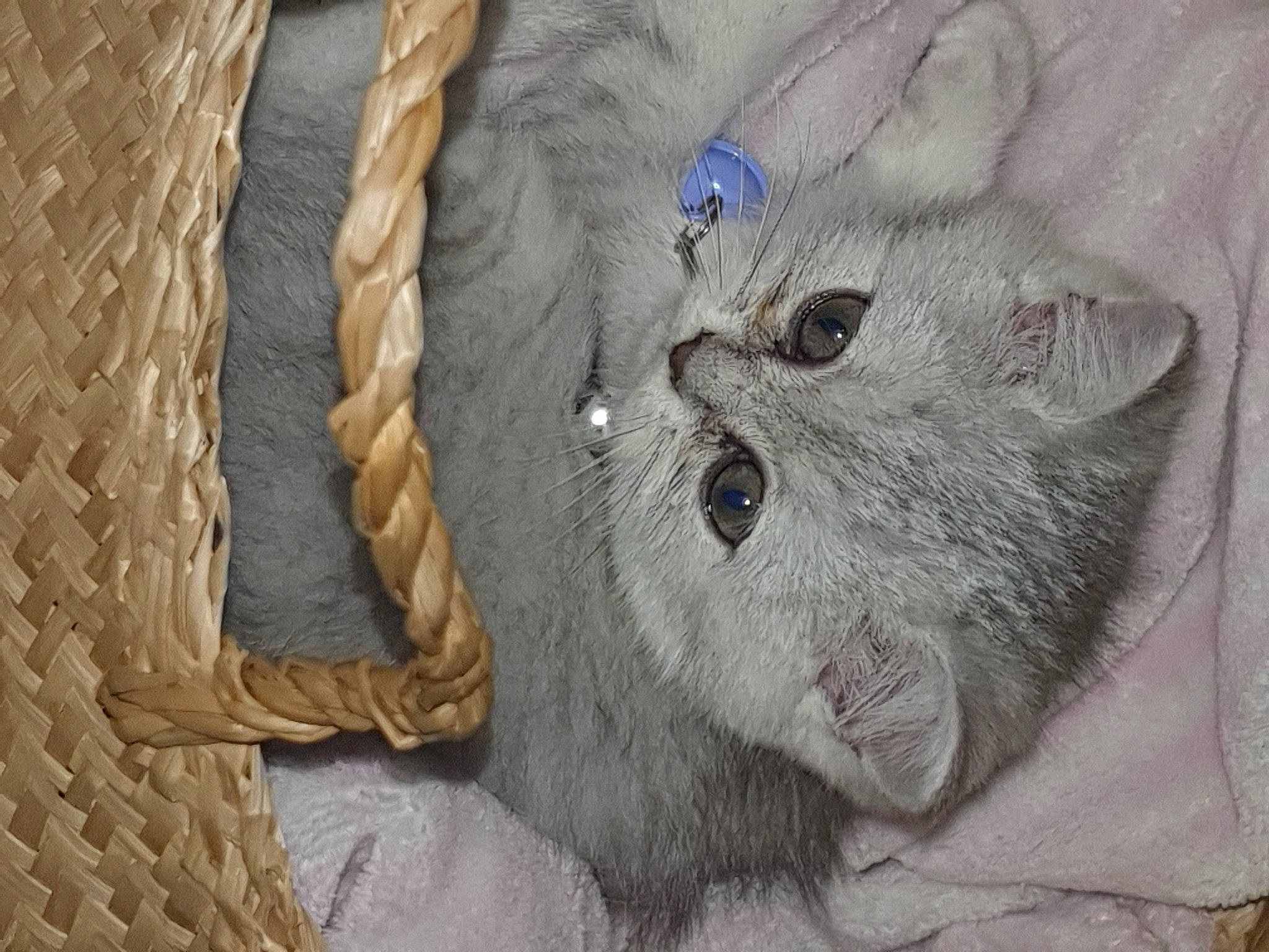 Romance a rejoint le concours — aidez-le/la à gagner de superbes lots ! british_longhair, british_shorthair, carnivore, cat, fawn, felidae, fur, kitten, ojos_azules, russian_blue, small_to_medium_sized_cats, snout, whiskers