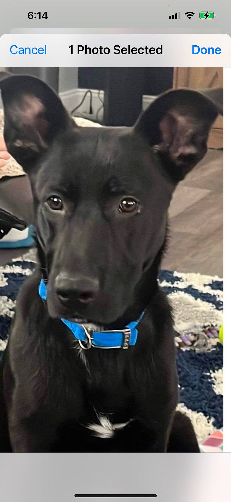 Buck is registered to the contest to win money with this photo: canidae, carnivore, collar, companion_dog, dog, dog_breed, dog_collar, dog_supply, ear, electric_blue, fawn, guard_dog, non_sporting_group, snout, sporting_group, toy_dog, whiskers, working_animal, working_dog