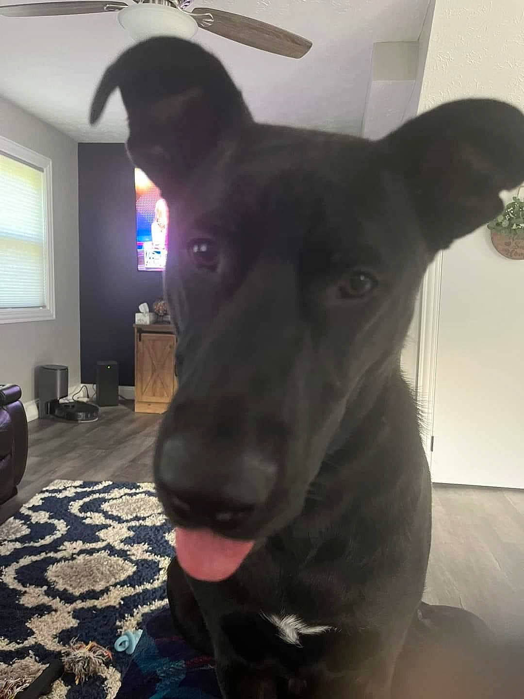 Buck is registered to the contest to win money with this photo: bag, canidae, carnivore, ceiling_fan, companion_dog, dog, dog_breed, ear, electric_blue, flooring, fur, guard_dog, luggage_and_bags, non_sporting_group, sighthound, snout, sporting_group, whiskers, window, working_animal