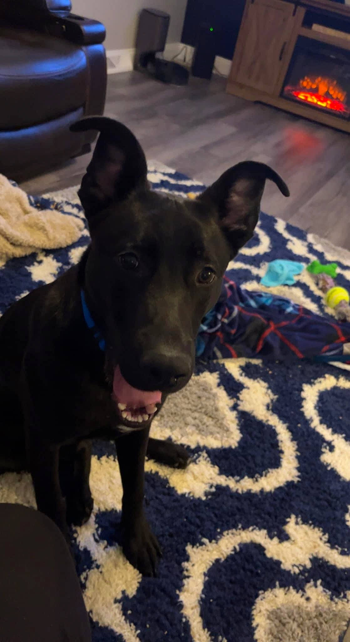 Buck joined the competition — help win amazing prizes! automotive_tire, borador, canidae, carnivore, collar, companion_dog, dog, dog_breed, dog_collar, dog_supply, electric_blue, fawn, flooring, guard_dog, non_sporting_group, snout, sporting_group, whiskers, working_animal, working_dog