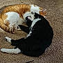cat, orange_cat, black_and_white_cat, feline, pet, carpet, indoor, sleeping, curled_up, cute, cozy, animal, fur, whiskers, paw, resting, domestic_animal, companion, friendship, relaxation