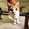 Chevy is registered to the contest to win money with this photo: cat, kitten, orange_cat, white_cat, tabby, animal, pet, feline, standing, walking, front_view, wide_eyes, ears, whiskers, tail, wooden_floor, indoor, sunlight, portrait, cute