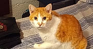 Chevy is registered to the contest to win money with this photo: cat, kitten, orange_and_white, pet, animal, feline, sitting, bed, bedroom, blanket, striped_bedding, white_fur, orange_fur, ears, whiskers, eyes, portrait, indoors, plush_toys, cozy