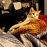 Chevy is registered to the contest to win money with this photo: cat, cats, black_cat, orange_cat, white_cat, pet, feline, animal, bed, blanket, bedroom, indoor, lying_down, relaxed, staring, fur, whiskers, ears, cozy, household