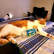 Chevy is registered to the contest to win money with this photo: cat, orange_and_white_cat, pet, animal, lying_down, bed, bedroom, quilt, blanket, plastic_bottle, recycling, relaxed, sleeping, paws, whiskers, indoors, furniture, lamp, chair, cozy