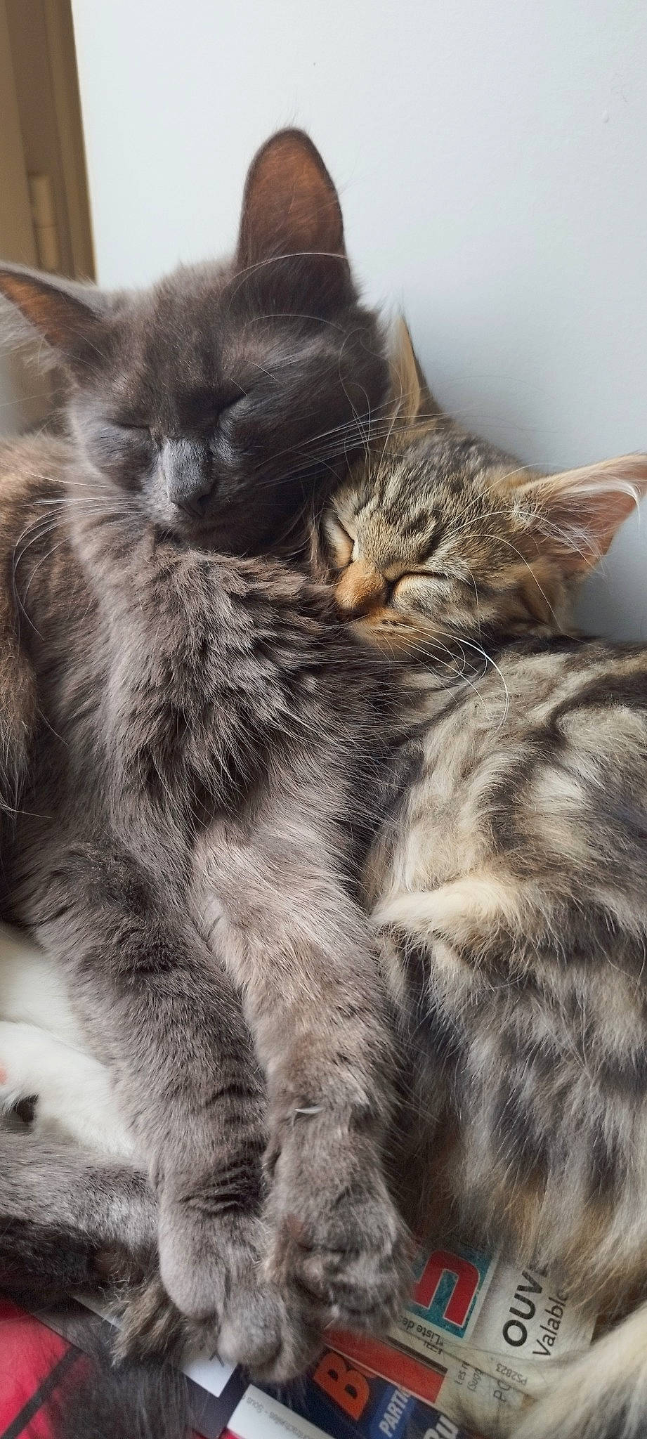 Nala Et Lilou