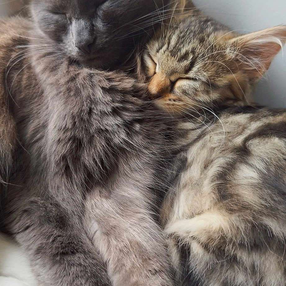 Nala Et Lilou