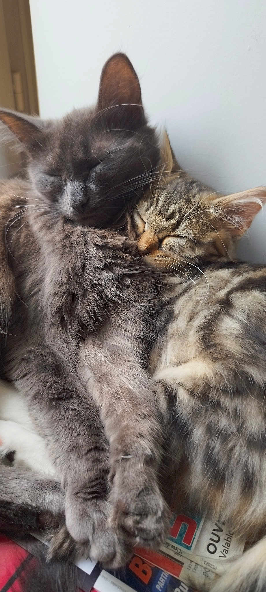 Nala Et Lilou