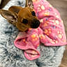 dog, small_dog, brown_dog, pet, ears, bed, blanket, pink_blanket, fluffy_bed, cozy, indoor, wooden_floor, looking_up, cute, animal, domestic_animal, fur, canine, resting, close_up