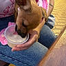 dog, puppy, person, hand, jeans, pink_shirt, bench, drink, plastic_cup, floor, tattoo, arm, table, pink_blanket, pet, outdoor, casual, brown_dog, licking, seated