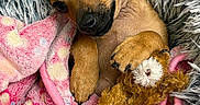 Nova joined the competition — help win amazing prizes! dog, puppy, blanket, pink, polka_dot, teddy_bear, plush_toy, snuggled, cozy, fur, paw, ears, cute, pet, resting, indoor, soft, sleepy, comfort, animal