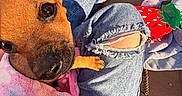 Nova is registered to the contest to win money with this photo: animal, blanket, brown_fur, casual, close_up, colorful, cute, dog, footwear, jeans, lap, outdoor, person, pet, puppy, ripped_jeans, shadow, sneakers, sunlight, wooden_deck