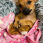 Nova joined the competition — help win amazing prizes! adorable, animal, blanket, companion, cozy, cushion, cute, dog, ears, fur, indoor, pet, pink, puppy, resting, small, snuggled, soft, stuffed_animal, teddy_bear
