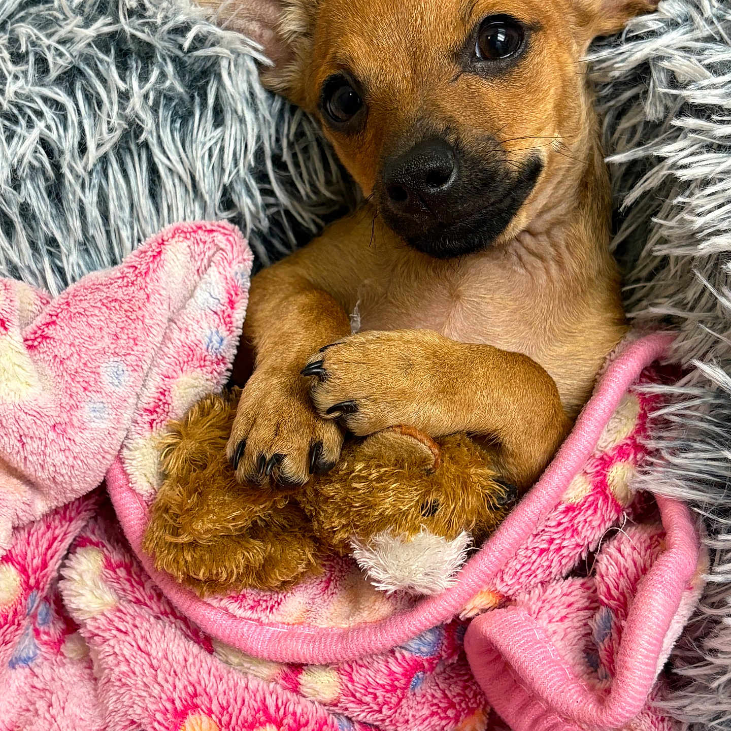 Nova